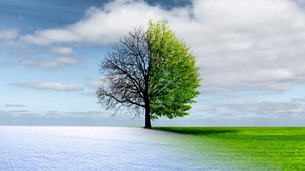 Tree half in winter half in spring demonstrating change.